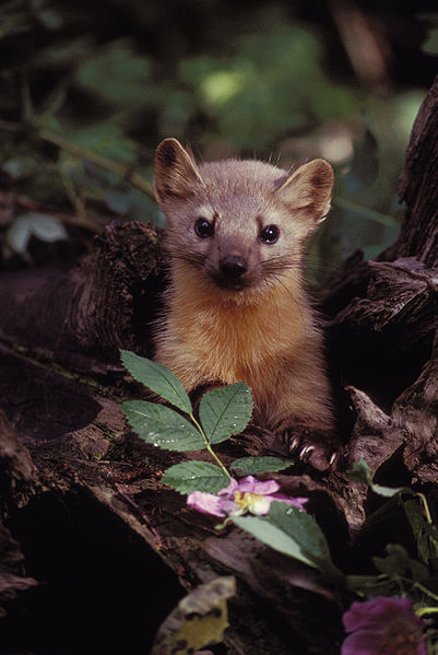 401px-Marten_with_Flowers